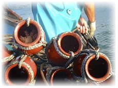 下津井の蛸壷漁